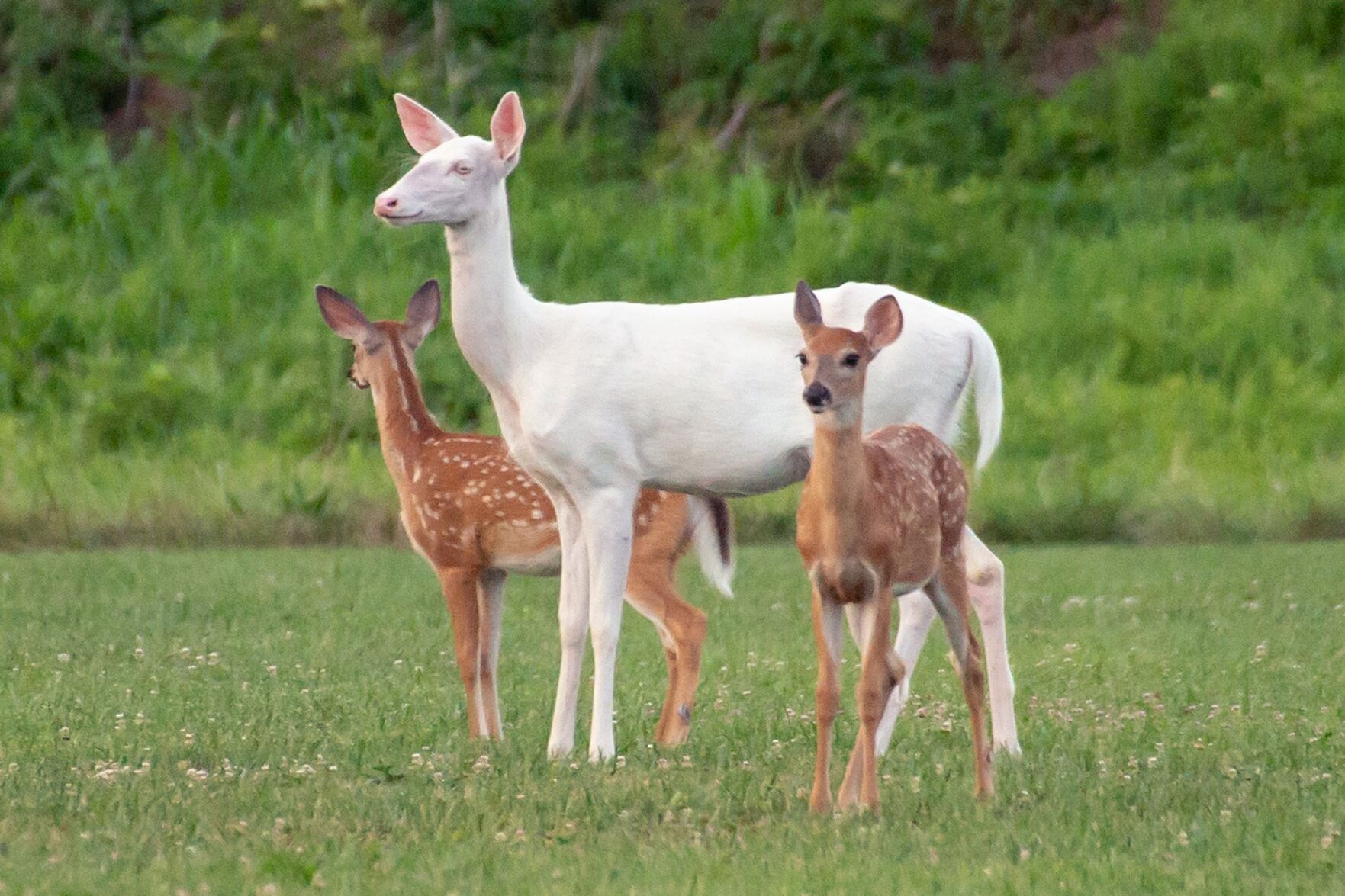 Whitedeer1.jpg